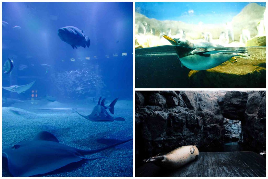 Kaiyukan Aquarium พิพิธภัณฑ์สัตว์น้ำ โอซาก้า